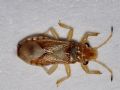 Thaumastocoris peregrinus